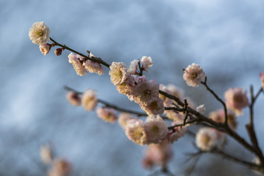 樱花特写