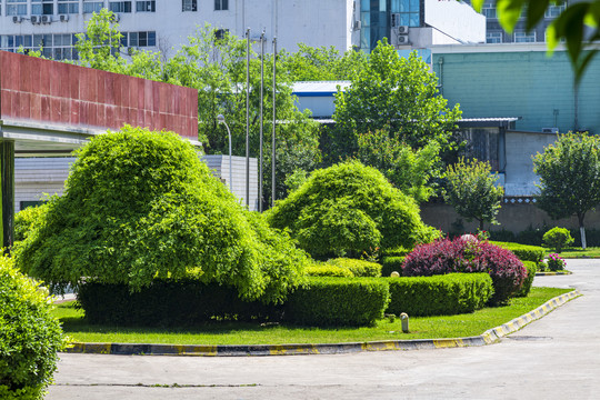 厂区绿化植物搭配