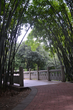 亚艺公园竹林
