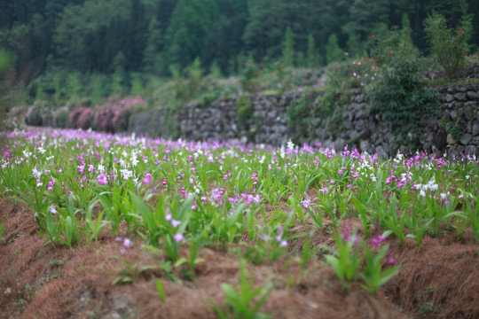 白芨