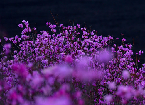 兴安杜鹃花