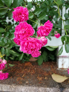 木香花