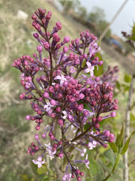 丁香花