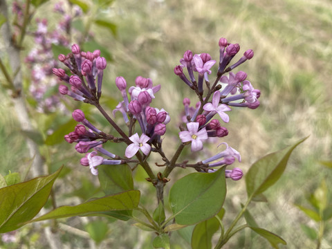 丁香花