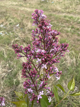 丁香花