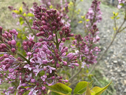 丁香花