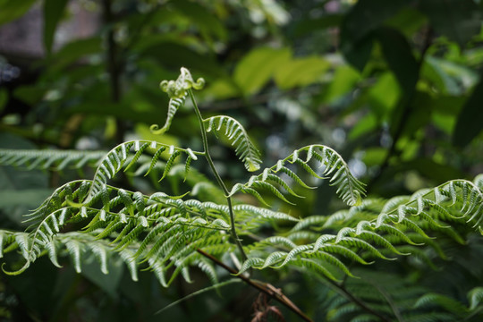 热带雨林蕨类