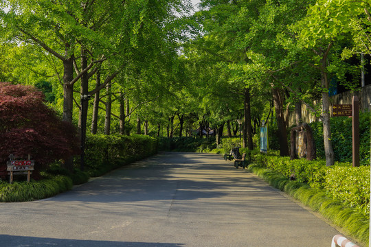 公园道路