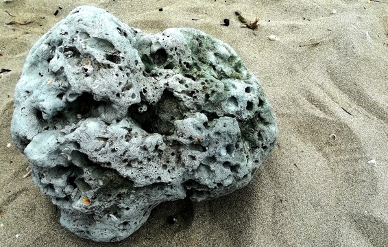 沙滩珊瑚石