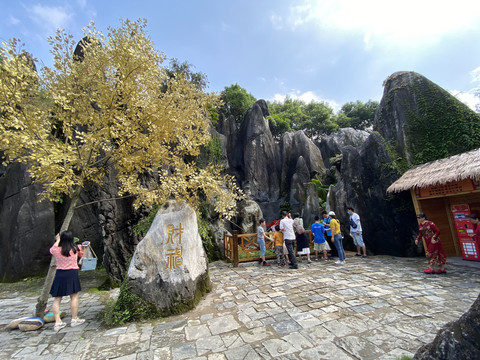 游客与财神树