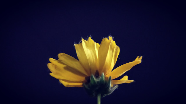美丽的金鸡菊