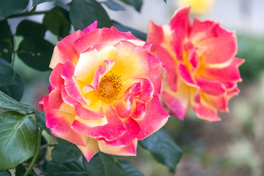 姐妹月季花