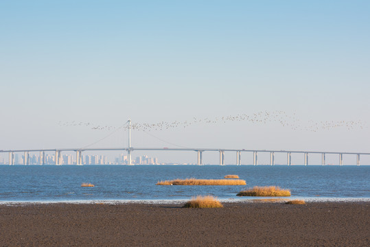 胶州湾跨海大桥湿地