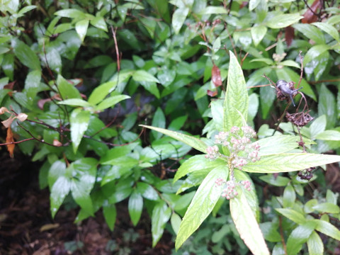 雨后树叶旁的蜗牛和露珠