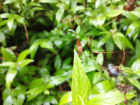 雨后树叶旁的蜗牛和露珠