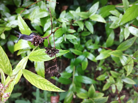 雨后树叶旁的蜗牛和露珠