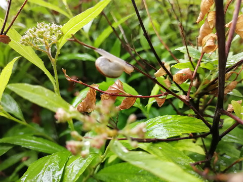 雨后树叶旁的蜗牛和露珠