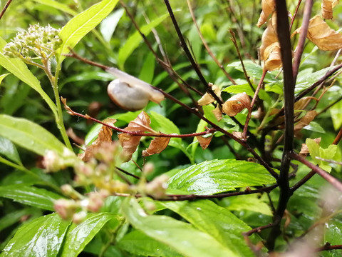 雨后树叶旁的蜗牛和露珠