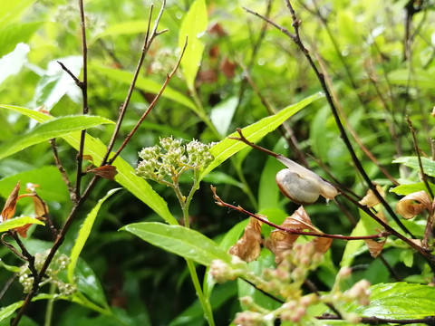 雨后树叶旁的蜗牛和露珠