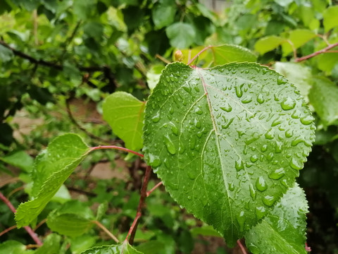 雨后树叶上的露珠水滴