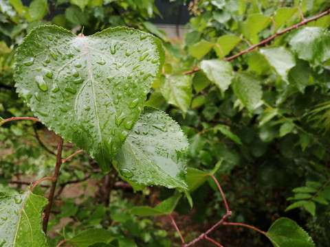 雨后树叶上的露珠水滴