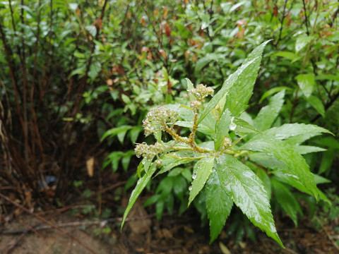 雨后树叶上的露珠水滴