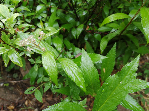 雨后树叶上的露珠水滴