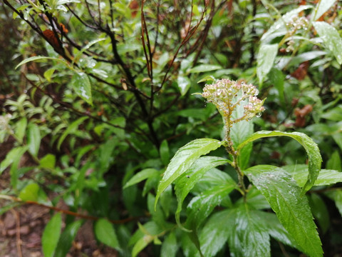 雨后树叶上的露珠水滴