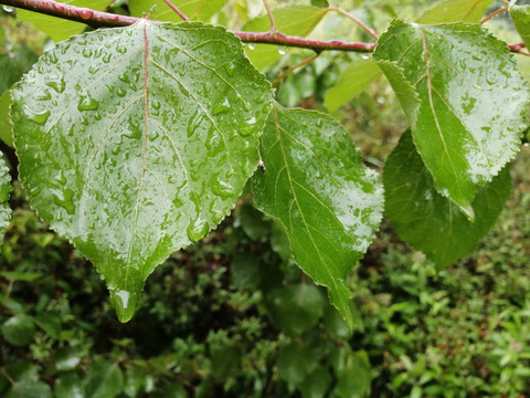 雨后树叶上的露珠水滴