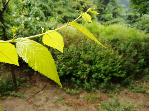 雨后树叶上的露珠水滴