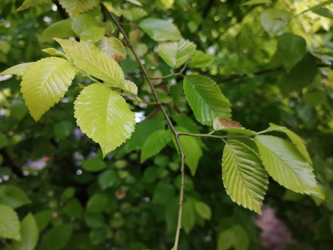 雨后树叶上的露珠水滴