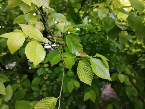 雨后树叶上的露珠水滴