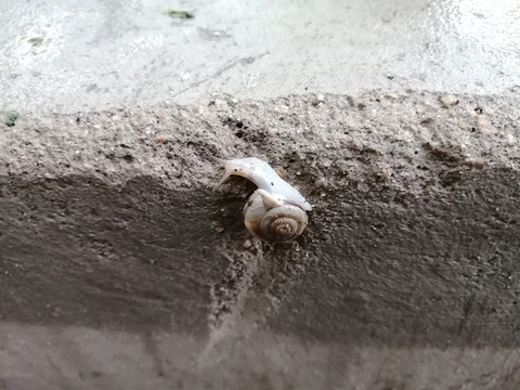 雨中墙上蜗牛