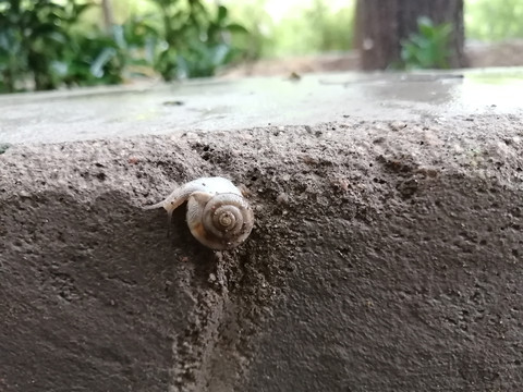 雨中蜗牛