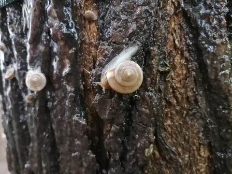 雨中树上蜗牛
