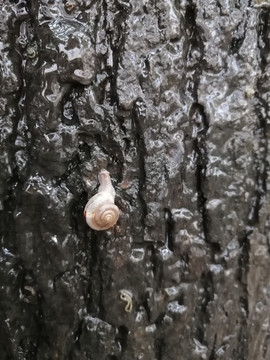 雨中树上蜗牛