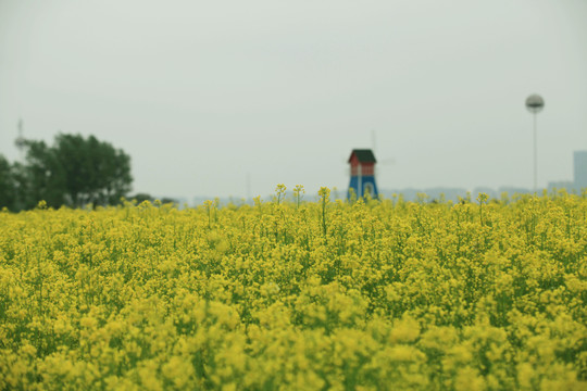 油菜花