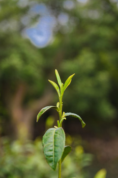 苏州茶园芽头