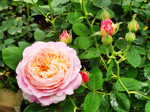 芝加哥和平粉色七姐妹蔷薇花