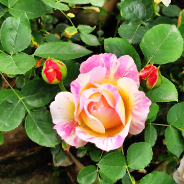 芝加哥和平粉色七姐妹蔷薇花