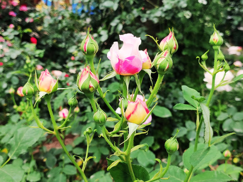 芝加哥和平粉色七姐妹蔷薇花