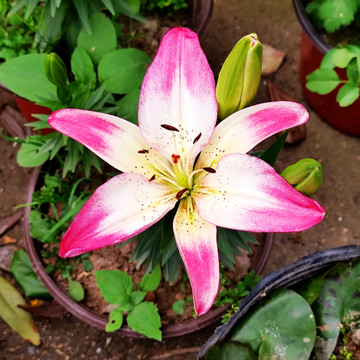 香水百合花