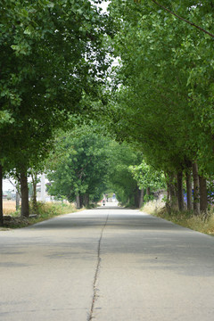 林荫路