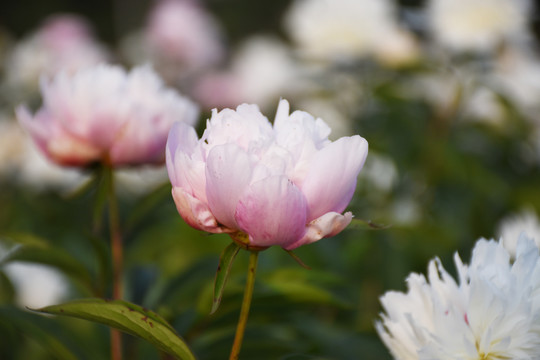 芍药花田