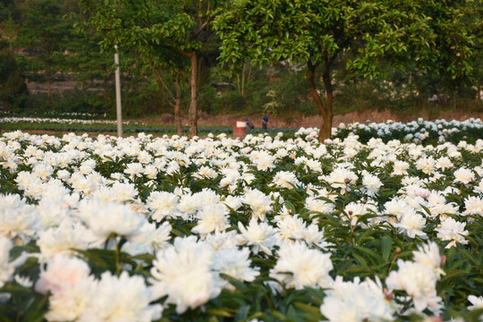 芍药谷