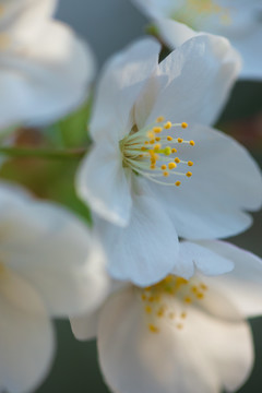 春天樱花