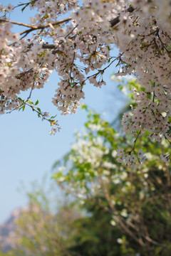 春天樱花