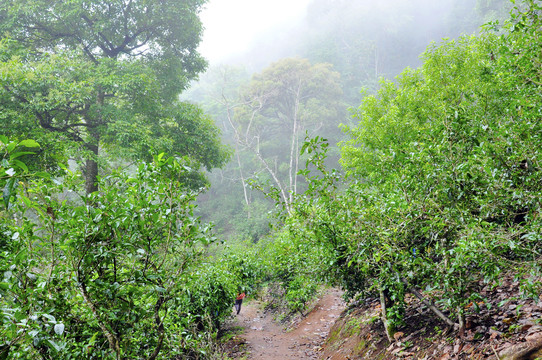 南糯山云雾深山古茶林