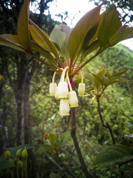 吊钟花