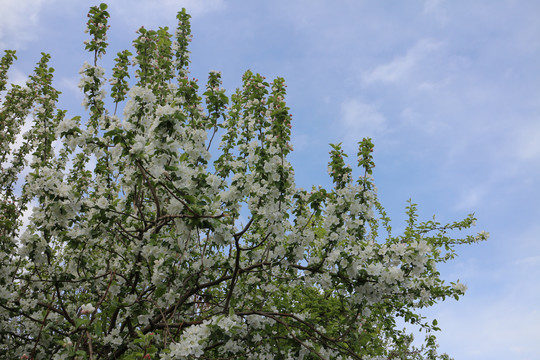 苹果树开花了